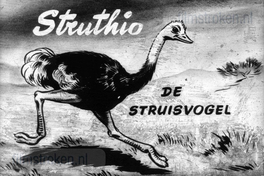 Struthio de Struisvogel