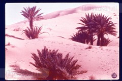 Woestijnen en Oasen