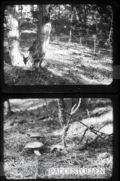 Herfst in het Bos Herfst in het Bos