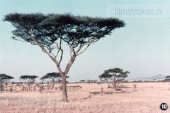 Zuid-Afrika II - Landschap, Flora en Fauna