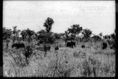 Afrika 7 - Belgisch Congo en Ruanda-Urundi