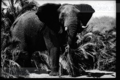 Afrika 7 - Belgisch Congo en Ruanda-Urundi