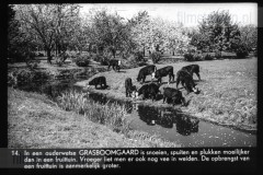 Gelderland II