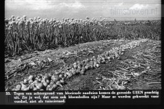 Zeeland I