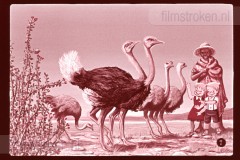Pluk en Plok in Afrika I