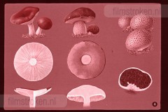 Herfst