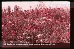 Zeeland