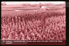 Zuid-Holland