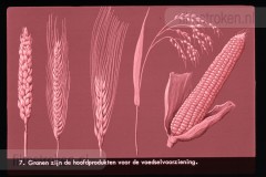 Europa: Landbouw en Veeteelt
