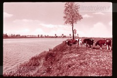 De Maas II  De Maas II