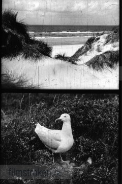 Opgeweld uit Wier en Zand 2