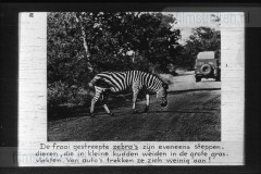 Zuid-Afrika III