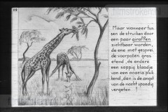 Zuid-Afrika III