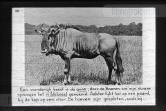 Zuid-Afrika III