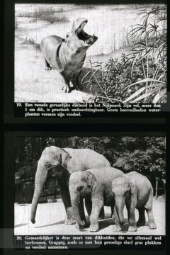 Dieren uit Verre Landen
