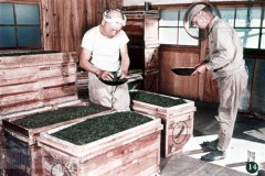 Theecultuur in Japan Theecultuur in Japan