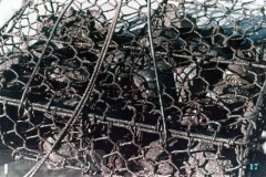 Parelcultuur in Japan