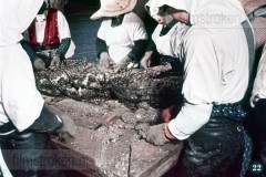 Parelcultuur in Japan