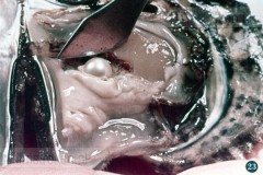 Parelcultuur in Japan