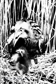 Vogels van het Rietland