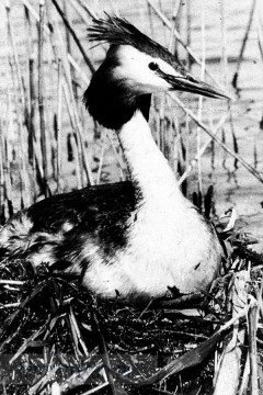 Vogels van het Rietland