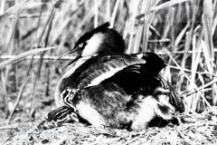 Vogels van het Rietland