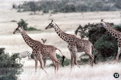 Zuid-Afrika II - Landschap, Flora en Fauna