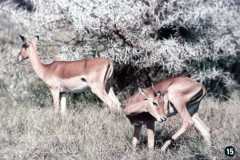 Zuid-Afrika II - Landschap, Flora en Fauna