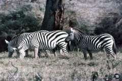 Zuid-Afrika II - Landschap, Flora en Fauna
