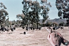 Zuid-Afrika II - Landschap, Flora en Fauna
